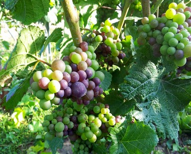 dates de vendanges 2013 Champagne